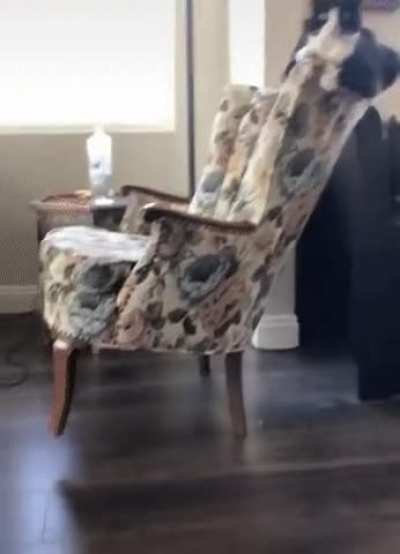 I don&rsquo;t know what I&rsquo;m more worried about, the cat or the chair