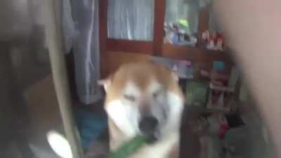 Shiba