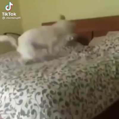 Establishing dominance