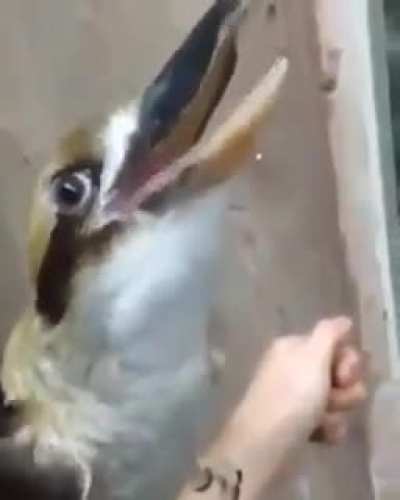 Techno Bird