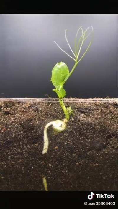 Time lapse of a seed growing into a plant