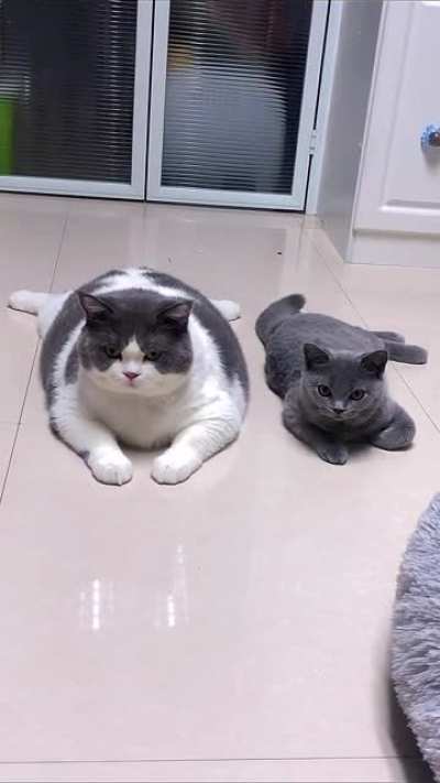 Piggy and his loaf bro.