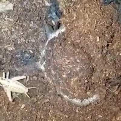 If you see this on your backyard, call the police ASAP