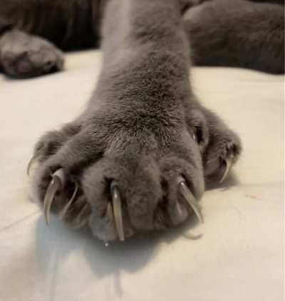 Big Murder Mittens
