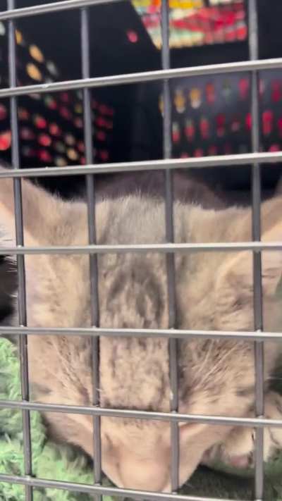 [Mini-Update/No New Info] This boy is just the sweetest thing on earth 😭 he hasn&rsquo;t stopped purring and making biscuits since we got to the vet!