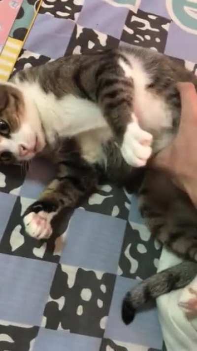 Daily chonky bongo