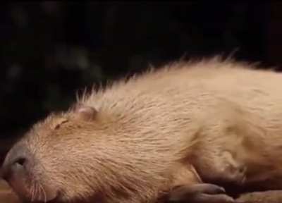 napybara:)