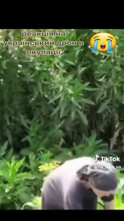 Reaction to Ukrainian drone in Ruzzian occupied land&eth;&yen;&ordm; We must help Ukraine liberate their land and people ASAP