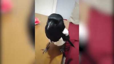 Kargadan evcil hayvan olmaz diyenlere