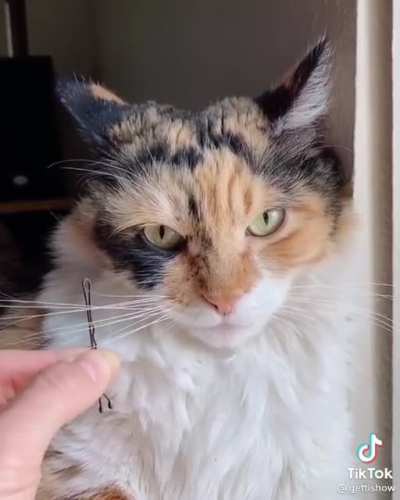 Is cat an instrument?
