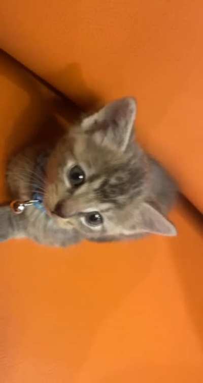 My sister&rsquo;s new outrageously Smol Kitty Child