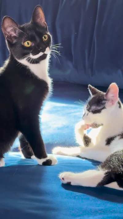 Jiji&rsquo;s interrupted clean
