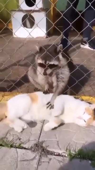 Hmm yes, cat