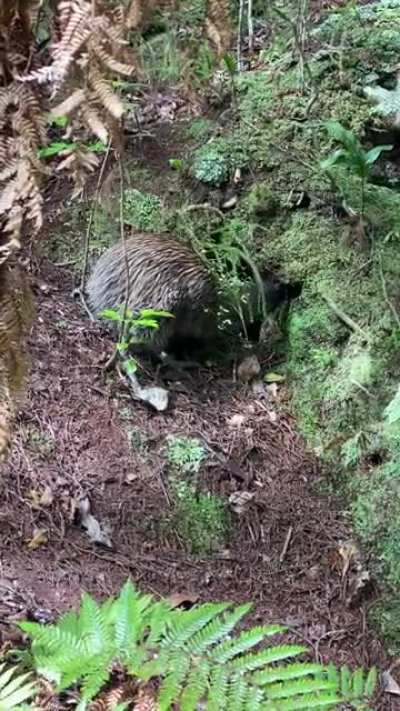 Kiwi as, incredible experience on Ulva Island