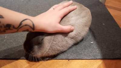 Pet the loaf.