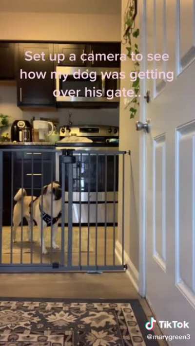 Barkour