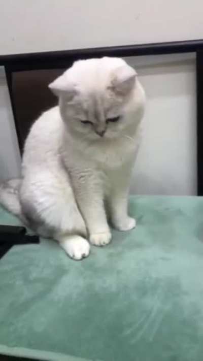 Cat sneaks a sniff.
