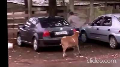 FILMING a goat on rampage up close not really a good idea