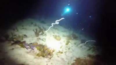 Many species of polychaetes (marine annelid worms) undergo epitoky whereby sexually immature worms transform into pelagic morphs capable of sexual reproduction. After fertilization, they release their gametes through rapid disintegration.