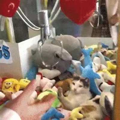 The claaaawwwww