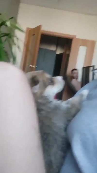 Husky Puppy Learns to Howl
