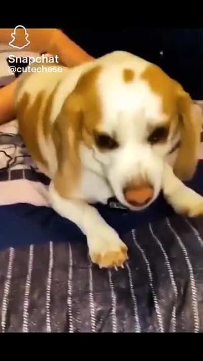 Don&rsquo;t piss off the doggo