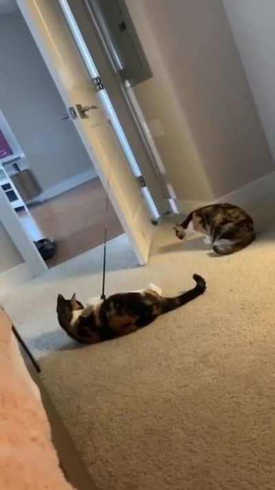 When you get your cat a pet cat.