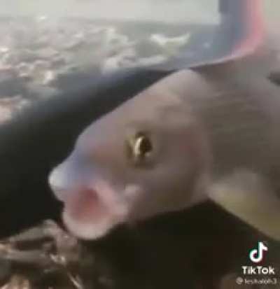 Me when [insert title here]