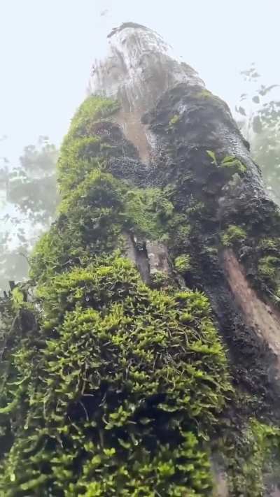 Relaxing Rain