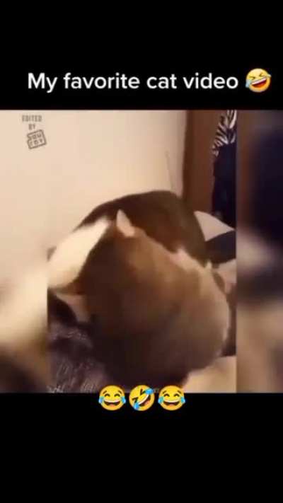 Dramatic Cats😂