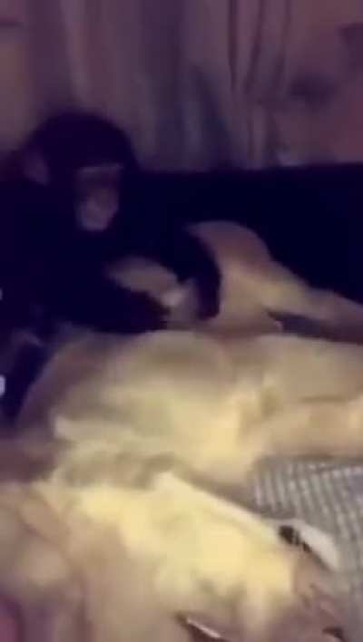 A linda hist&oacute;ria do macaco e do le&atilde;o