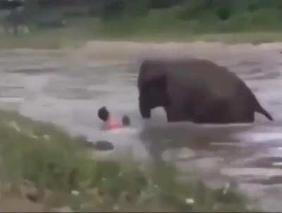 Elephant &amp;gt; Human