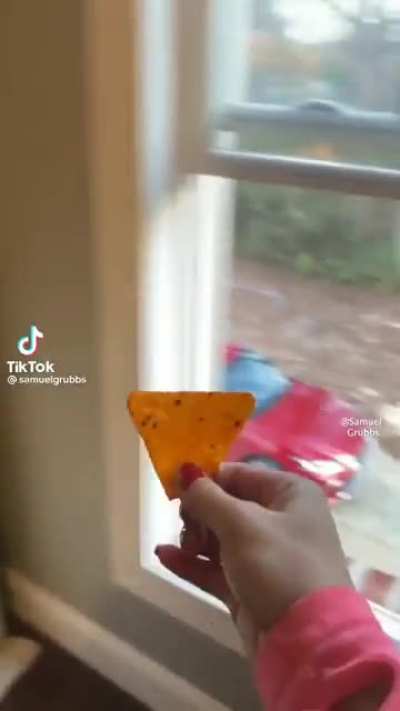 Dorito