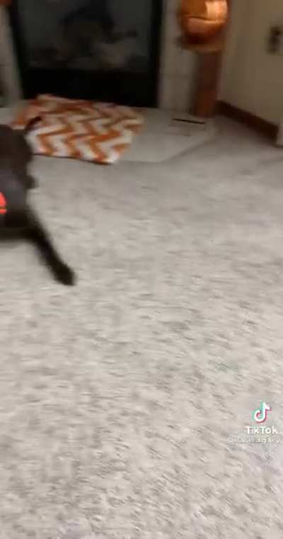 Assassin Dog