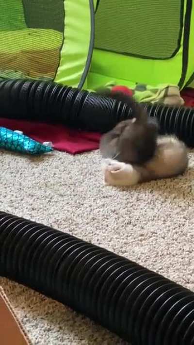 We figured out the little one is deaf today. That&rsquo;s okay, Mochi, same here