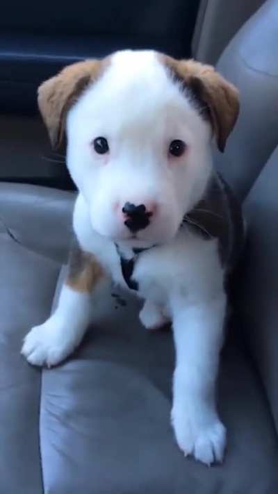 he hiccups and gets angry about it)
