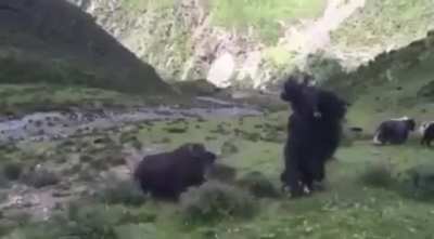 You may think a back-flip is impressive, but how about a Yak Flip?