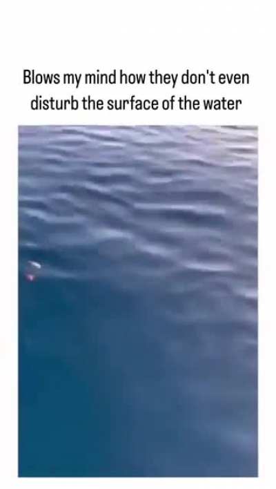 Oddly terrifying