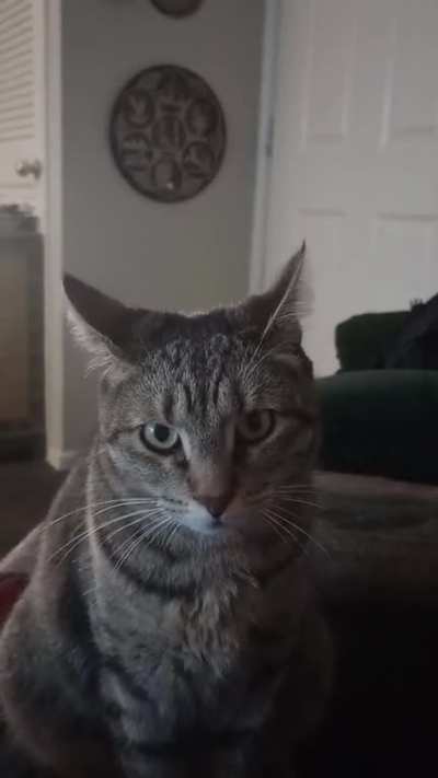 My cat doing her impression of the Mascot of the sub Thurston. She loves going for walks outside!
