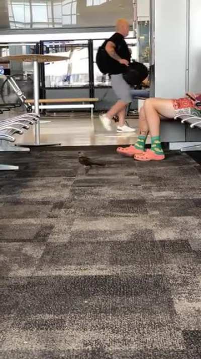 Just a bird in an airport with croc-socks guy&hellip;.