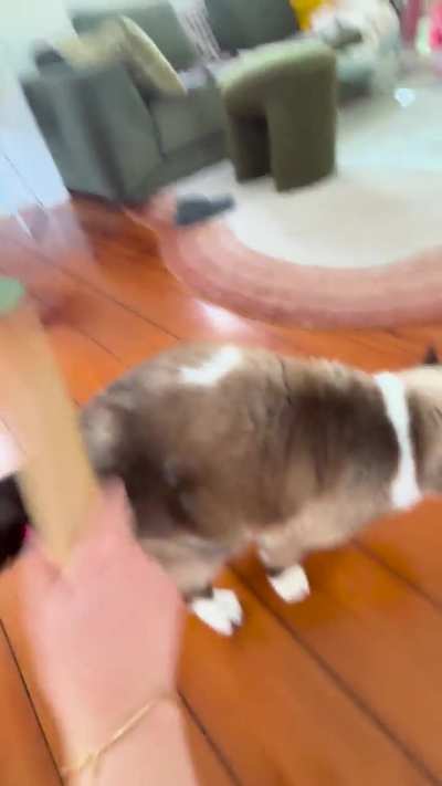 Cat bongo apparatus