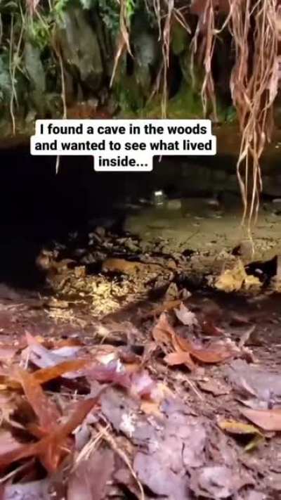 the cave in the woods