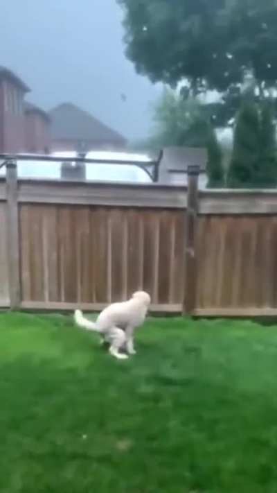 Dog Thinking "You Call This A Storm?!"