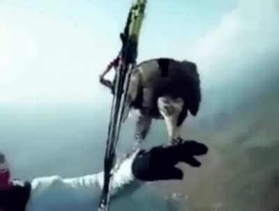 Bird stops by to visit a skydiver