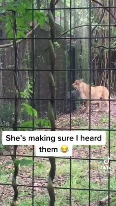 Lioness playing with visitors