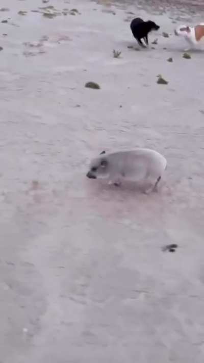 lil pig fell😭
