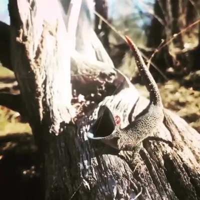 This is the Golden-Tailed Gecko&rsquo;s threat display in slow motion. It opens its mouth wide showing its black/blue lining similar to a Black Mamba. Then it lifts its tail like a scorpion and shoots out a sticky, foul smelling liquid keeping predators away