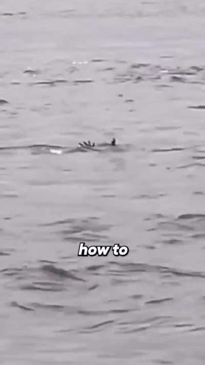 Crocodiles pretending to drown to lure prey
