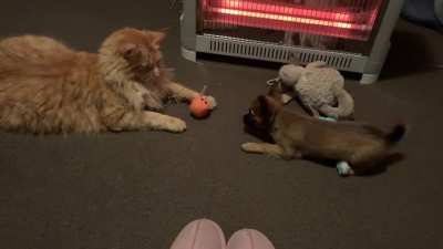 These two playing with the ball - you can&rsquo;t have the ball - until you pretend to cry- then I&rsquo;ll give it back