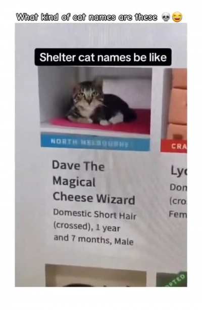 Ok which one of you trained the damm cat 